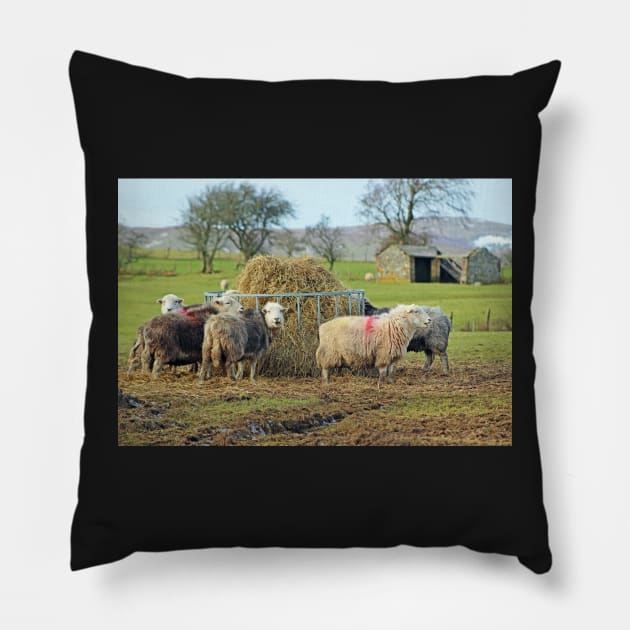 Herwick Sheep having their lunch... Pillow by Furtographic