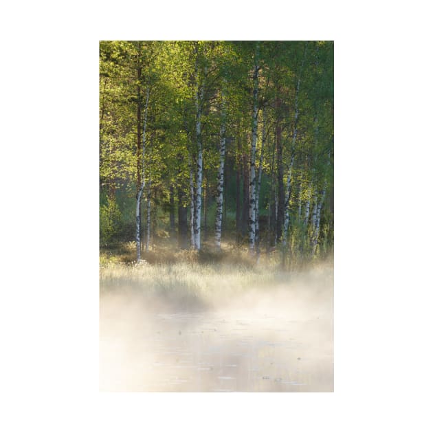 Small foggy forest pond at sunrise summer morning by Juhku