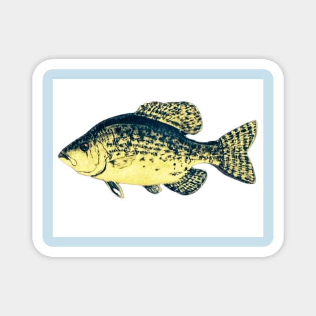 Crappie fish - Crappie - Magnet