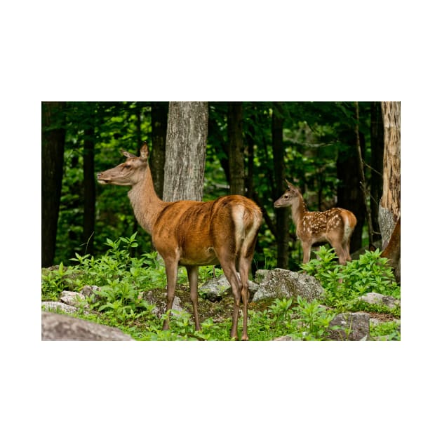 Red Deer Doe And Fawn by jaydee1400