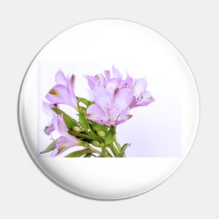 Fresh purple Alstroemeria flowers isolated on white background Pin