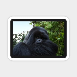 Silverback Gorilla, Hirwa Group, Rwanda, East Africa Magnet