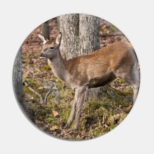 Young Red Deer Pin