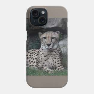 Cheetah Phone Case