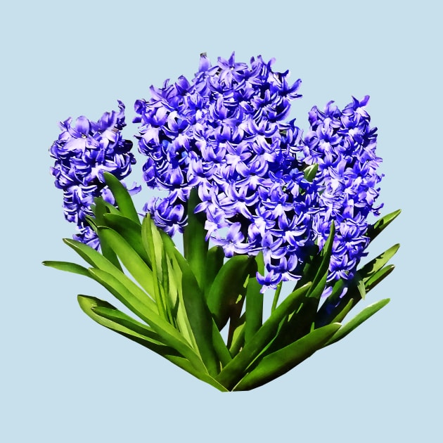 Purple Hyacinths by SusanSavad