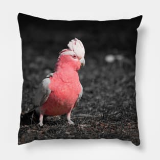 Galah_5139A Pillow