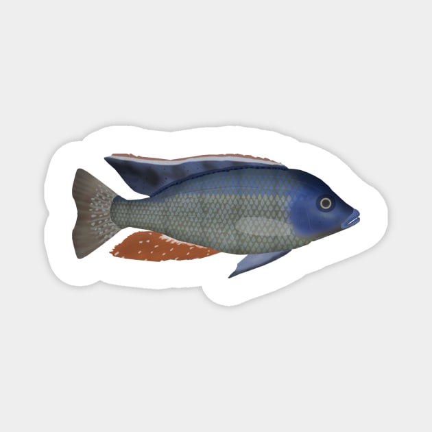 Malawi Eyebiter Magnet by FishFolkArt