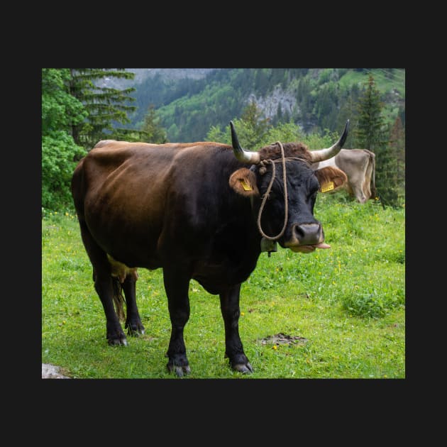 Swiss Cow 2 by photosbyalexis