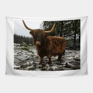 Scottish Highland Cattle Cow 2166 Tapestry