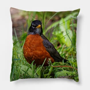 A Curious and Hopeful American Robin Pillow