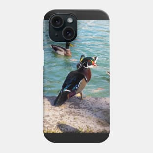 Angry Wood Duck Standing Next To A Pond With a Mallard Duck Flock Phone Case