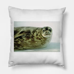 Crabeater Seal, Ross Sea, Antarctica Pillow