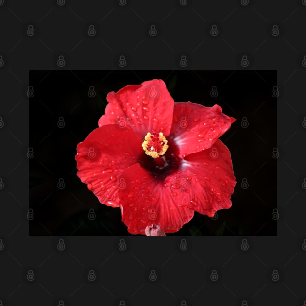 Red Hibiscus on Black by ButterflyInTheAttic