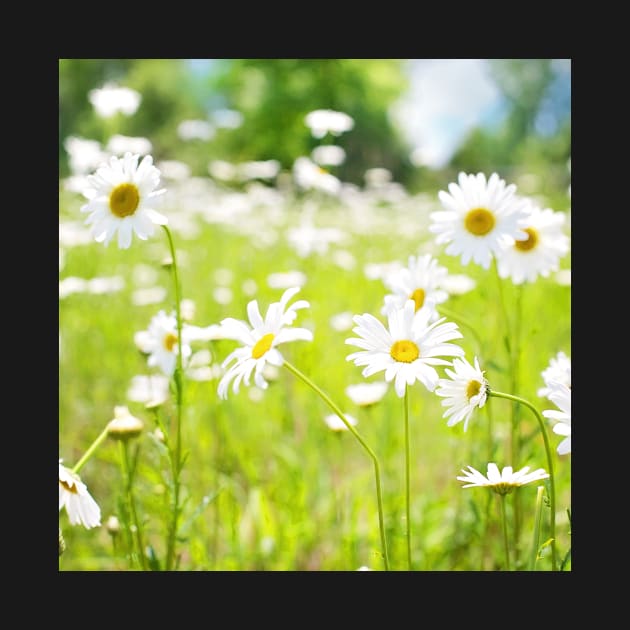 Field of Daisies by BK55