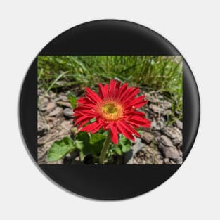 Red Gerber Daisy 1 Pin