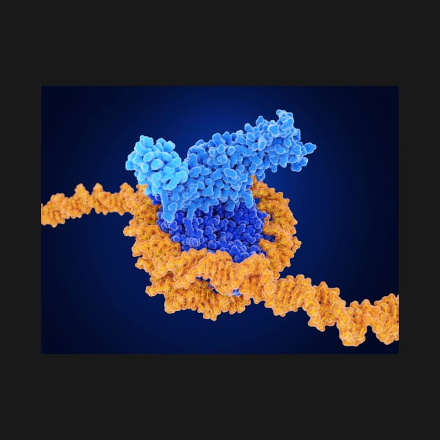 Histone methylation, molecular model, (F035/7250) by SciencePhoto