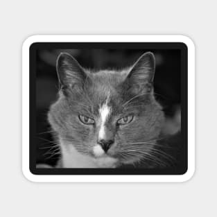 Satine the Cat of Age and Wisdom Magnet