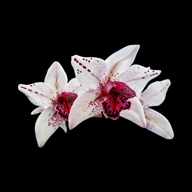 Orchid - Cymbidium Baltic Dew Freckle Face by SusanSavad