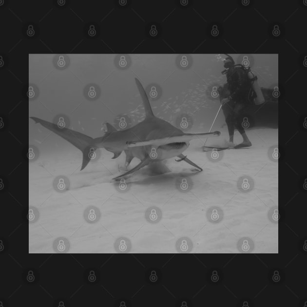 Scuba Diver Watches Great Hammerhead Shark by jbbarnes