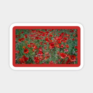 poppy flower Magnet