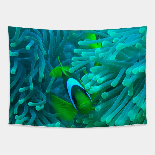 Clownfish Tapestry by likbatonboot