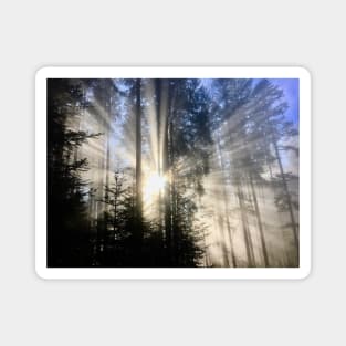 Sun rays forest / Swiss Artwork Photography Magnet