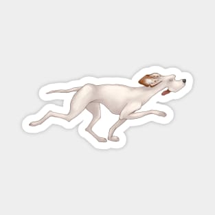 White hound dog is running. Hunting Pointer Magnet