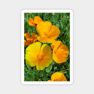 California Poppies - Eschscholzia californica Magnet