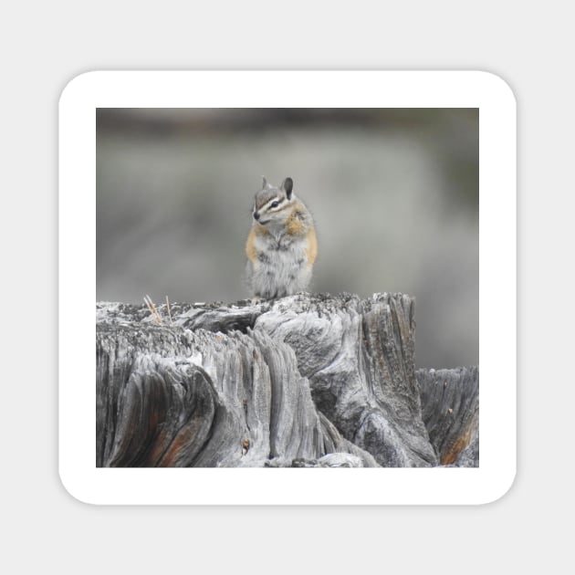 Alpine chipmunk, wildlife, gifts, cute as can be Magnet by sandyo2ly