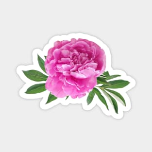 Peonies Magnet