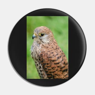 kestrel Pin