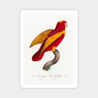 Red-and-Gold Lory, Lorius rex from Natural History of Parrots (1801—1805) by Francois Levaillant. Magnet