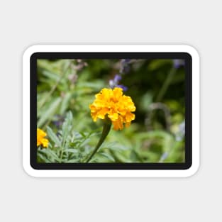 Marigold Magnet