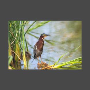 Green Heron Standing Tall T-Shirt