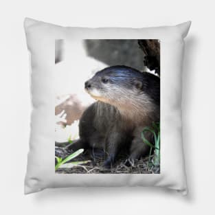 Asian Small-clawed Otter Pillow