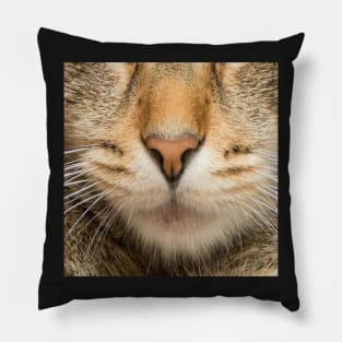 Tomcat - domestic cat Pillow