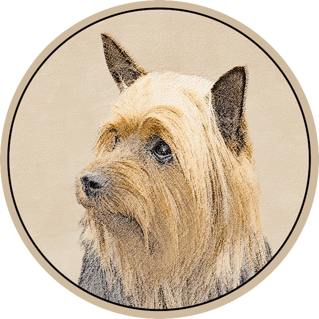 Silky Terrier Kids T-Shirt by Alpen Designs