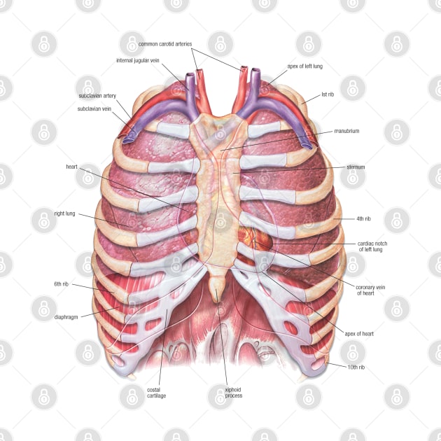 Chest Anatomy - Human Body by Bugsponge