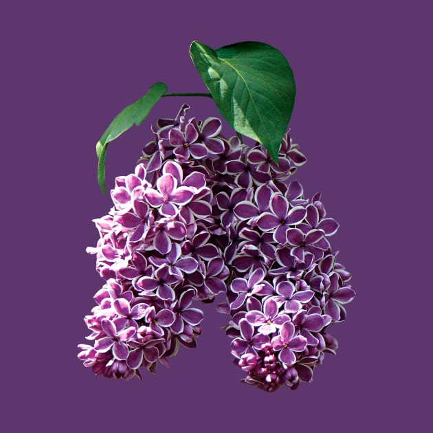 Lilacs - Two-Toned Lilacs by SusanSavad