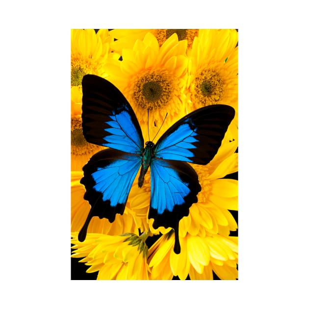 Blue Butterfly On Yellow Mums by photogarry