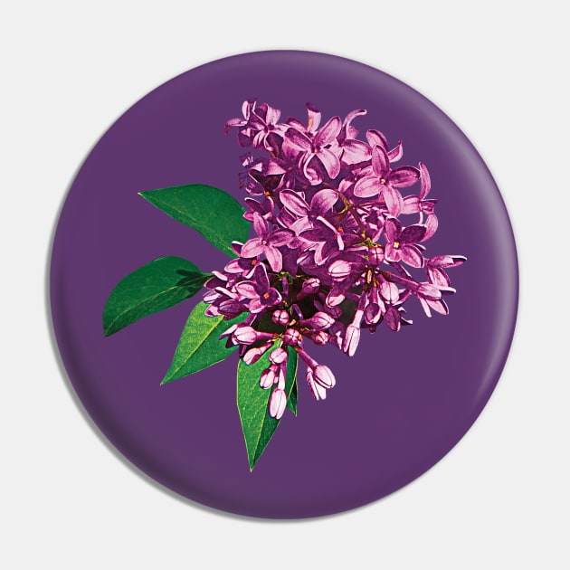 Lilacs - Pink Lilac Clusters Pin by SusanSavad