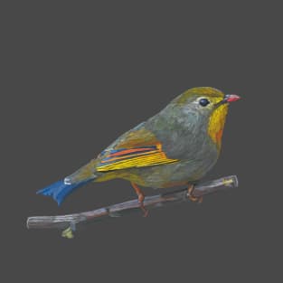 Japanese Hill Robin, red-billed Leiothrix T-Shirt