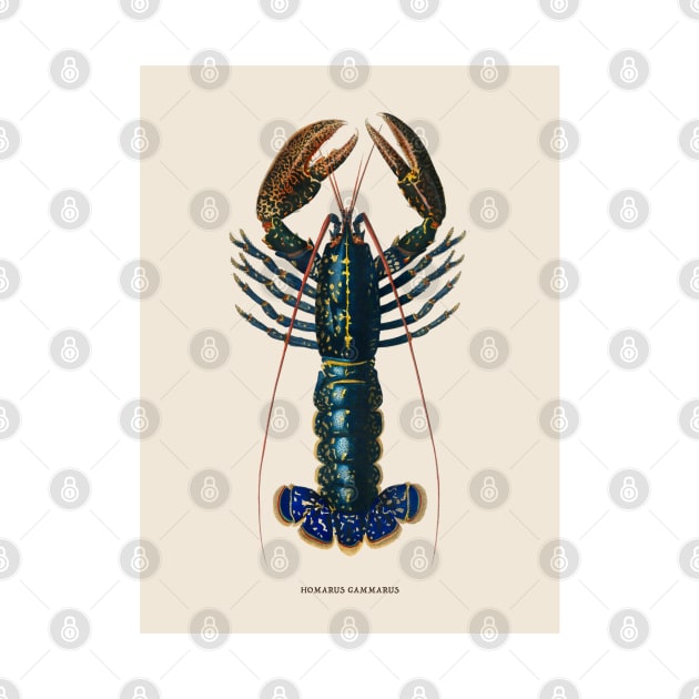 European Lobster Antique Naturalist Illustration by Antiquated Art