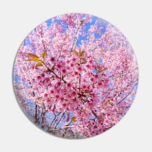 Beautiful pink flowers Pin