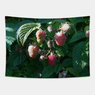 Raspberry Close Up Nature Photography Pacific Northwest Tapestry