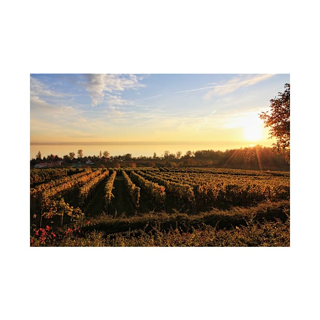 Grape Orchards and Flies in the Sunset - Lake Constance by holgermader