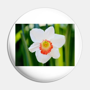 White Daffodil Pin