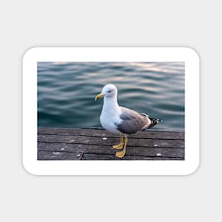 Seagull on Maremagnum deck Magnet