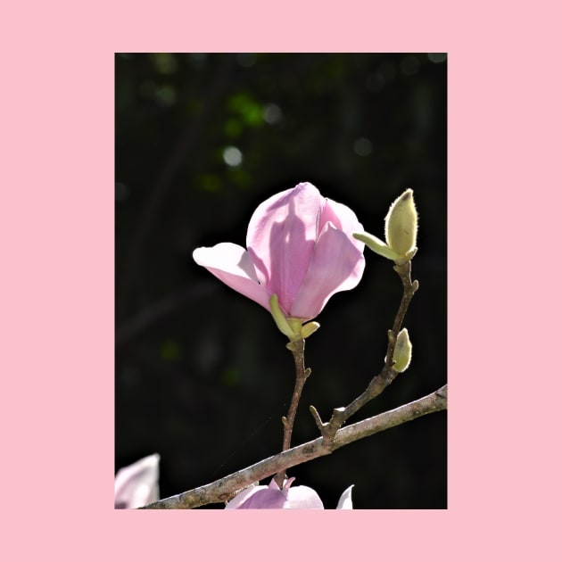 Pink Tulip Magnolia Bloom and Buds by Thompson Gallery