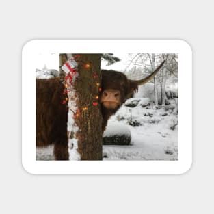 Scottish Highland Cattle Cow and Christmas Lights 2201 Magnet